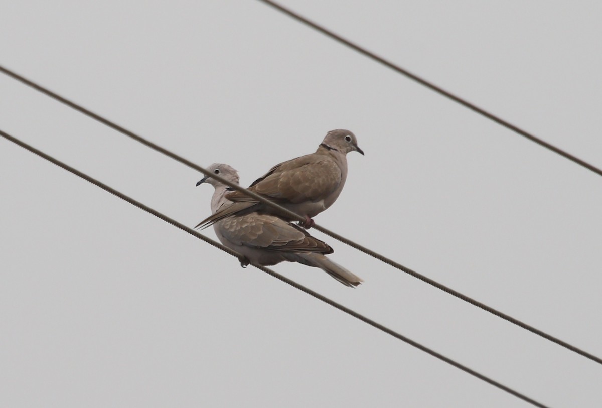 Eurasian Collared-Dove - Abhijith surendran