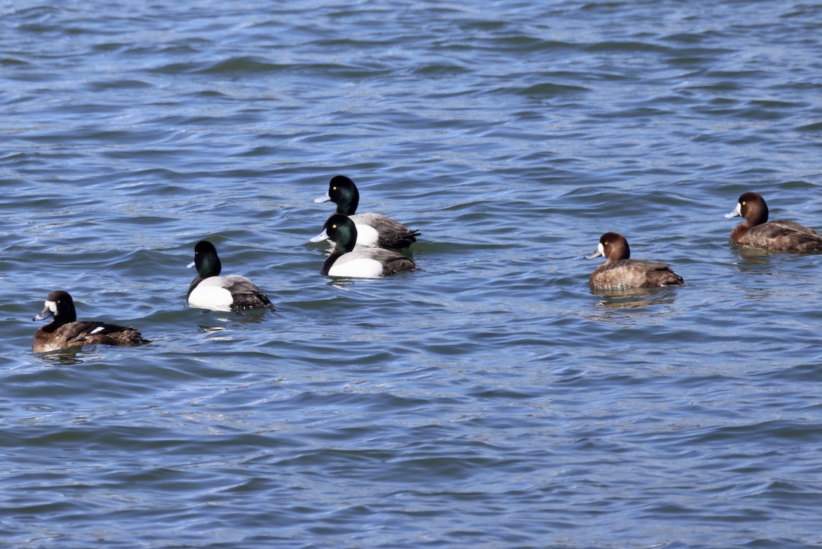 Greater Scaup - ML560129981