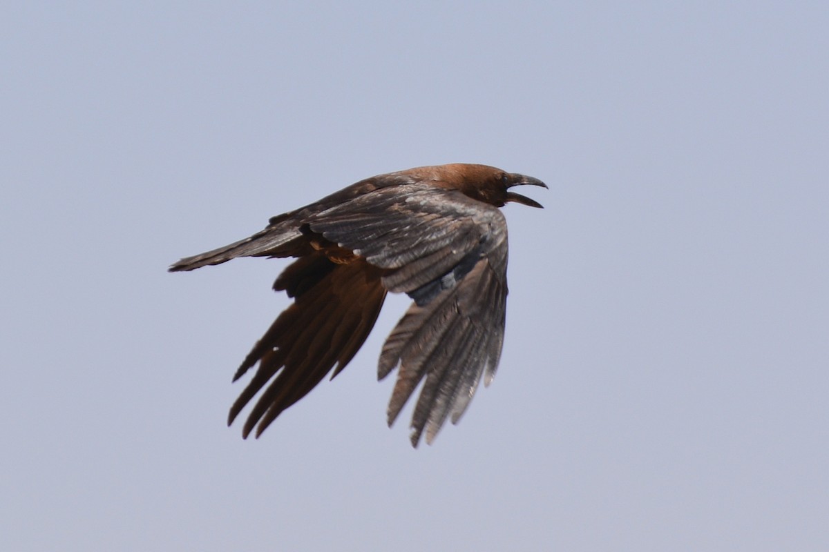 Brown-necked Raven - ML56013011