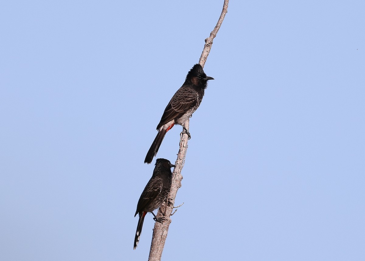Red-vented Bulbul - ML560130201