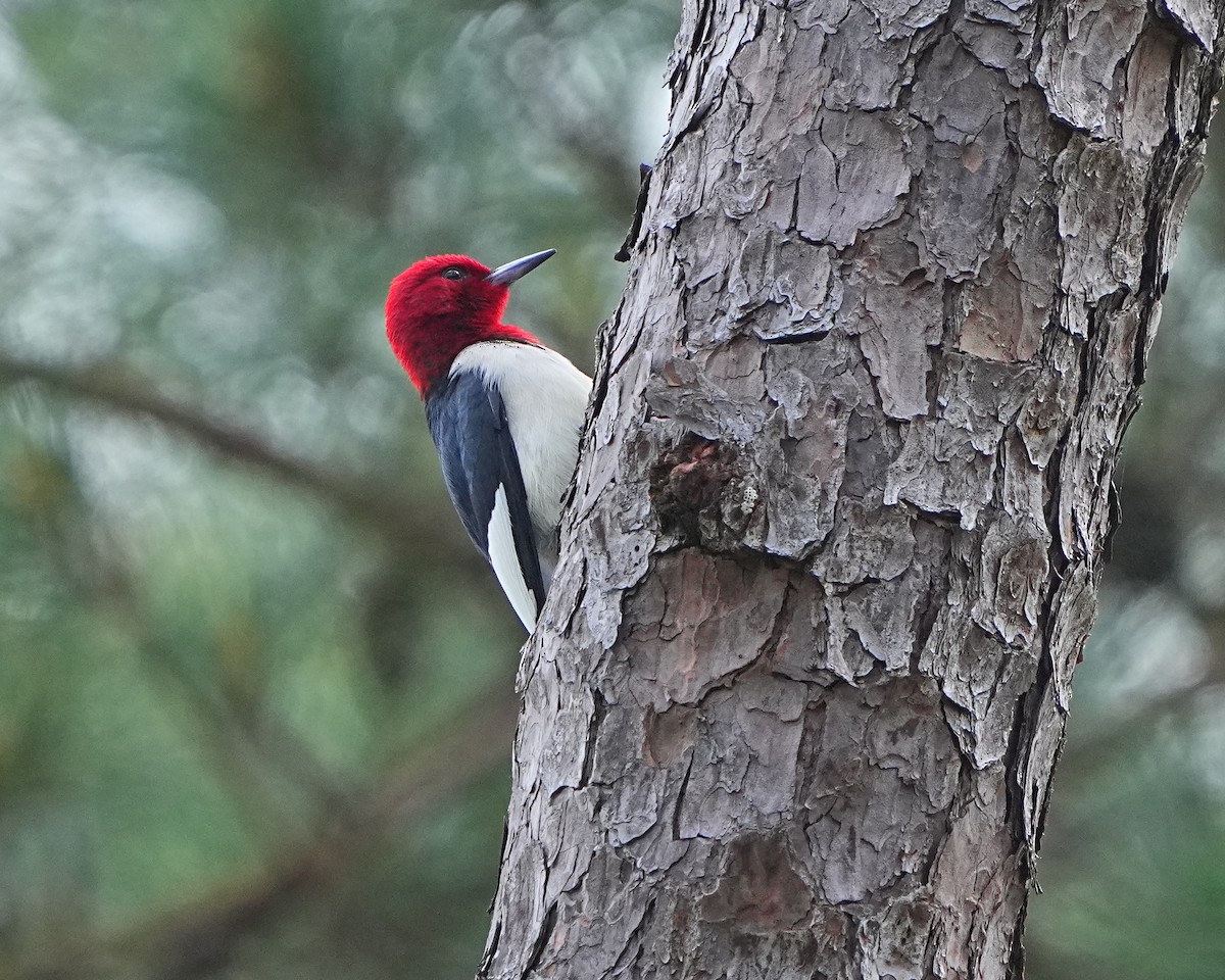 Red-headed Woodpecker - ML560130531