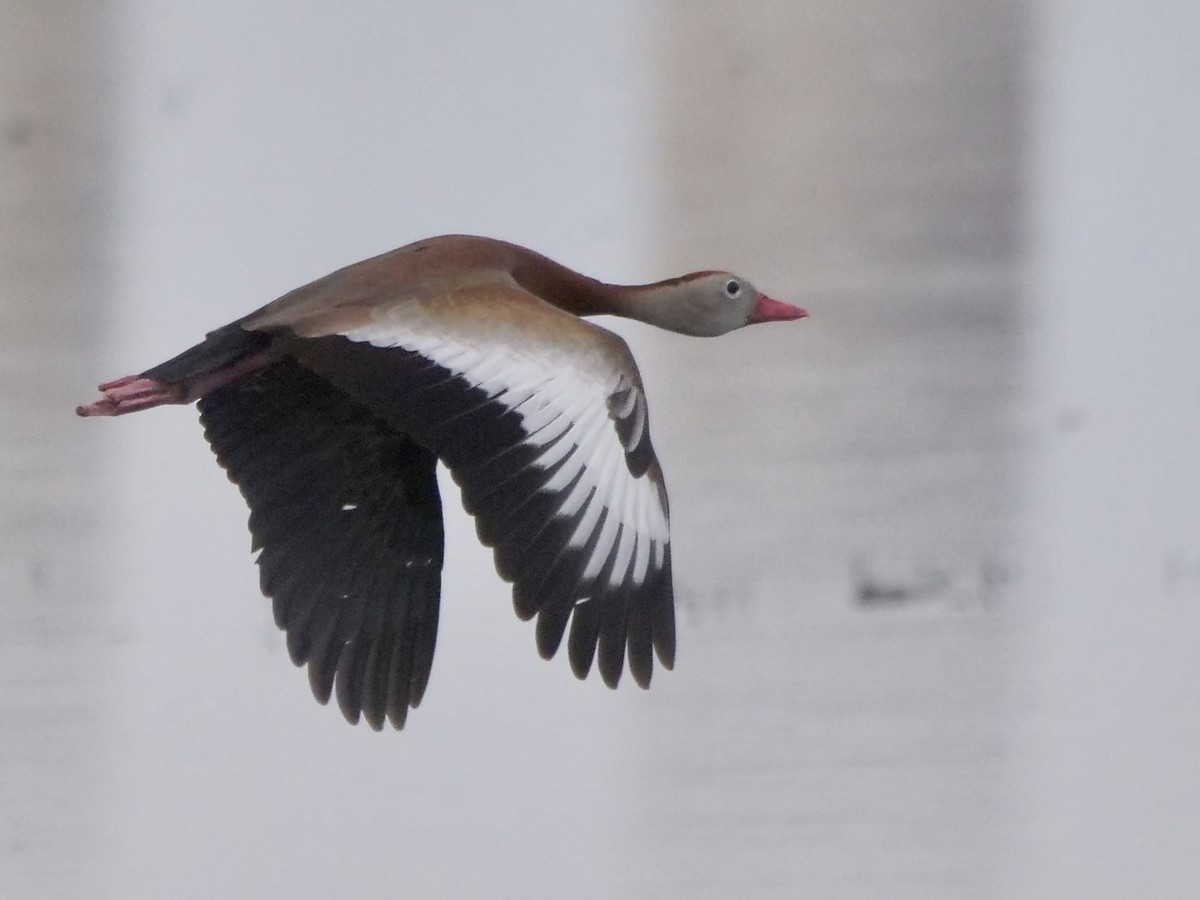 eBird Checklist 19 Apr 2023 Hornsby Bend (HOTE 037) 63 species