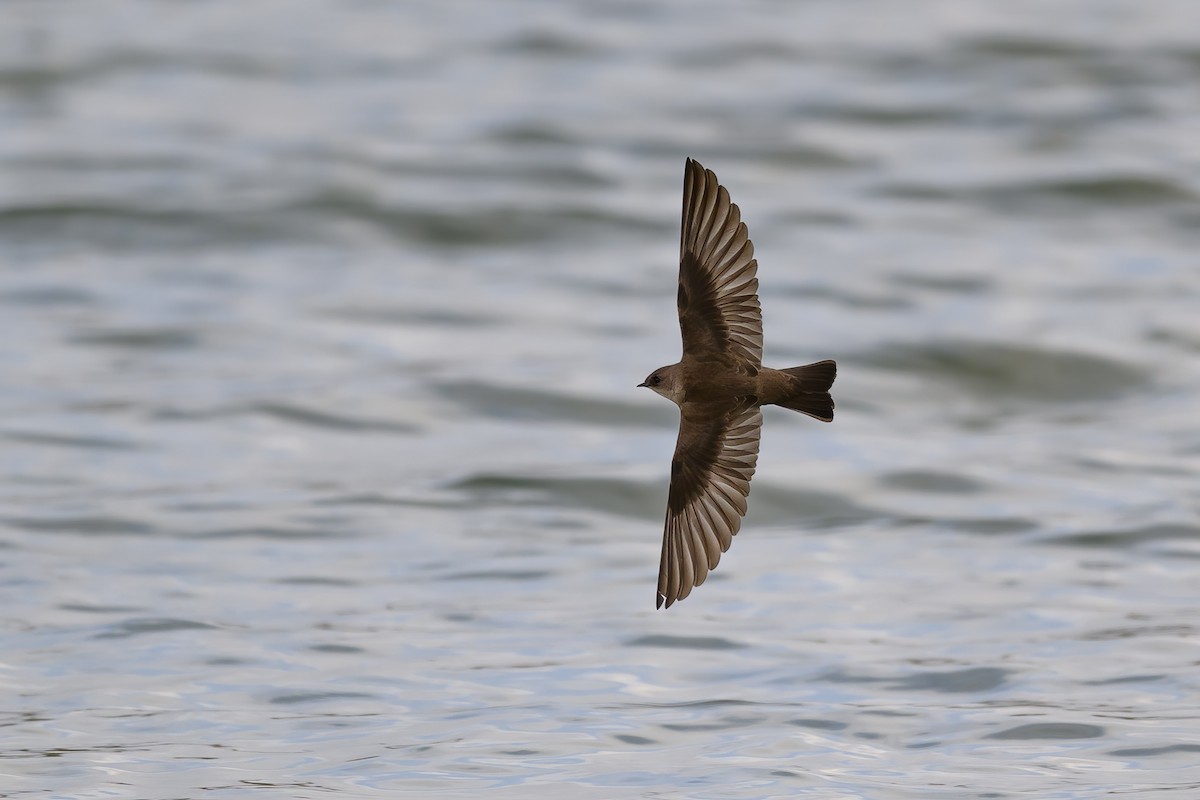 Northern Rough-winged Swallow - Amy Hudechek
