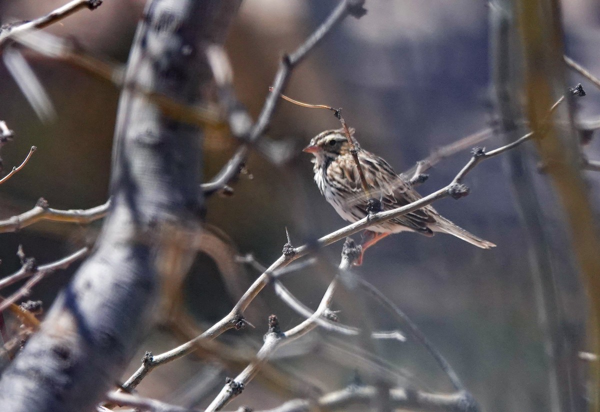 Savannah Sparrow - ML560134251