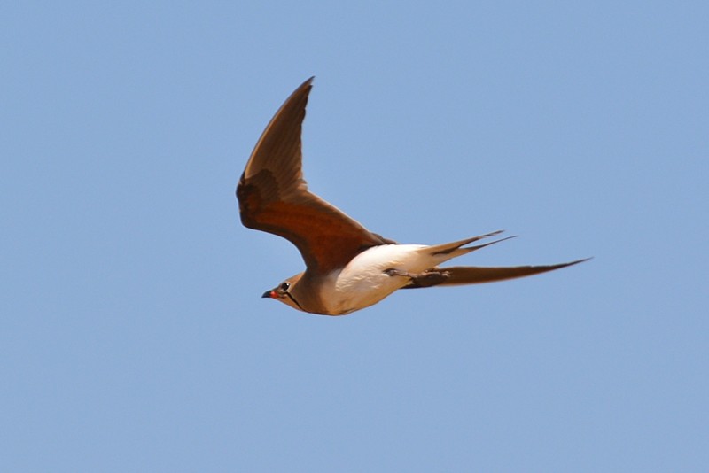 Collared Pratincole - Henry Cook