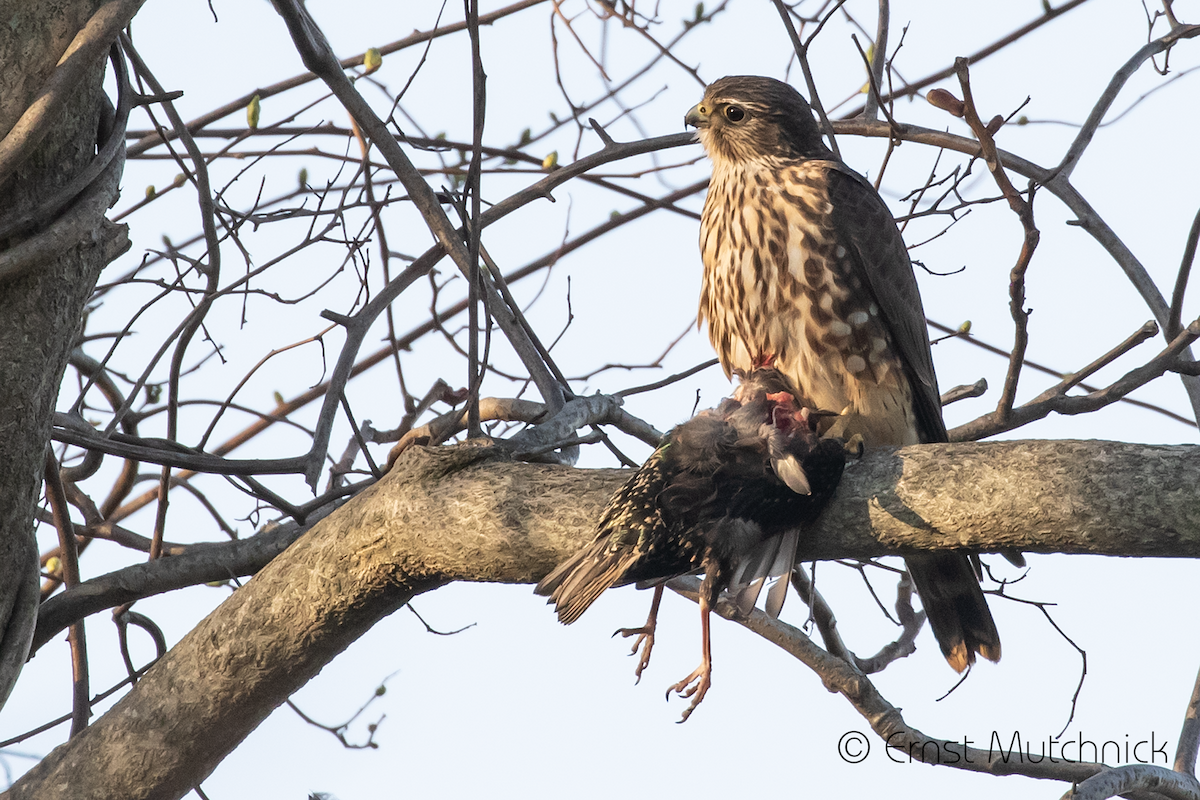 New York Breeding Bird Atlas Checklist - 19 Apr 2023 - Ketcham's Creek ...