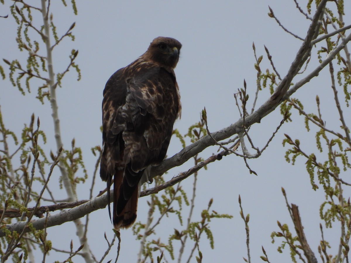 Red-tailed Hawk - ML560135901