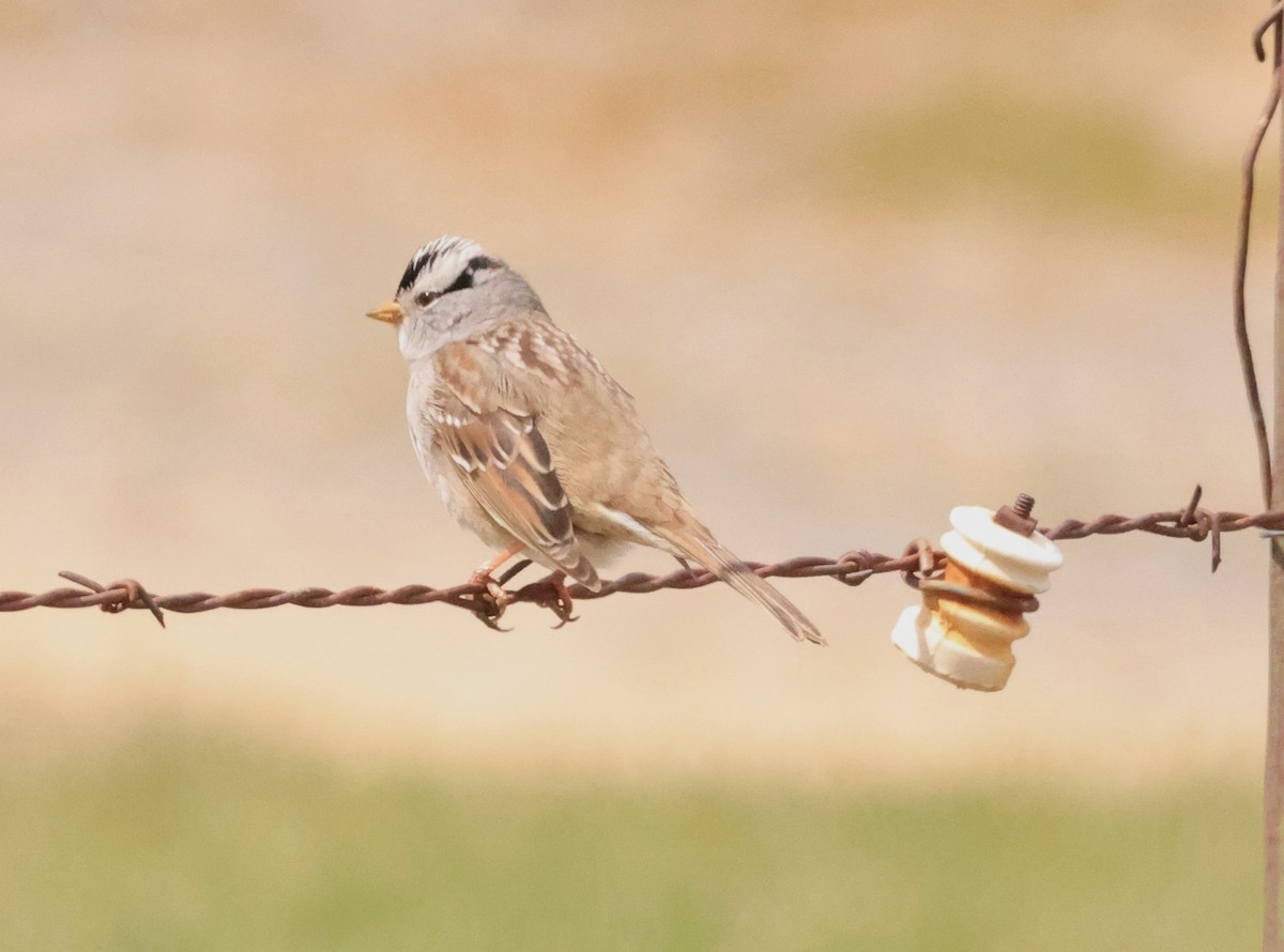 White-crowned Sparrow - ML560136291