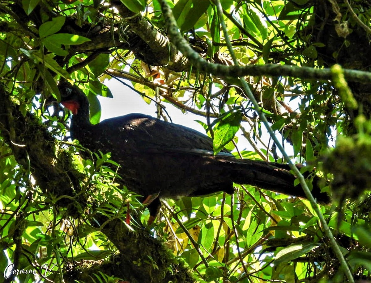 Crested Guan - ML560138191