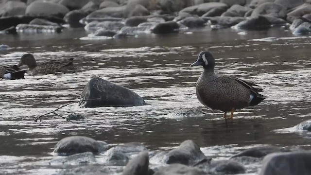 Blue-winged Teal - ML560141551