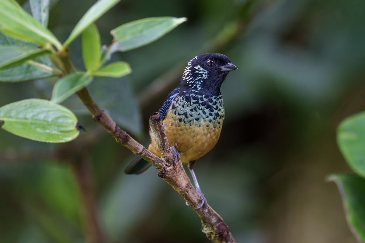Spangle-cheeked Tanager - ML560143841