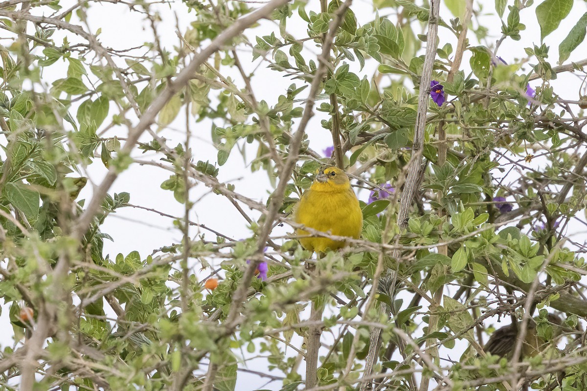 Grassland Yellow-Finch (Montane) - ML560144721