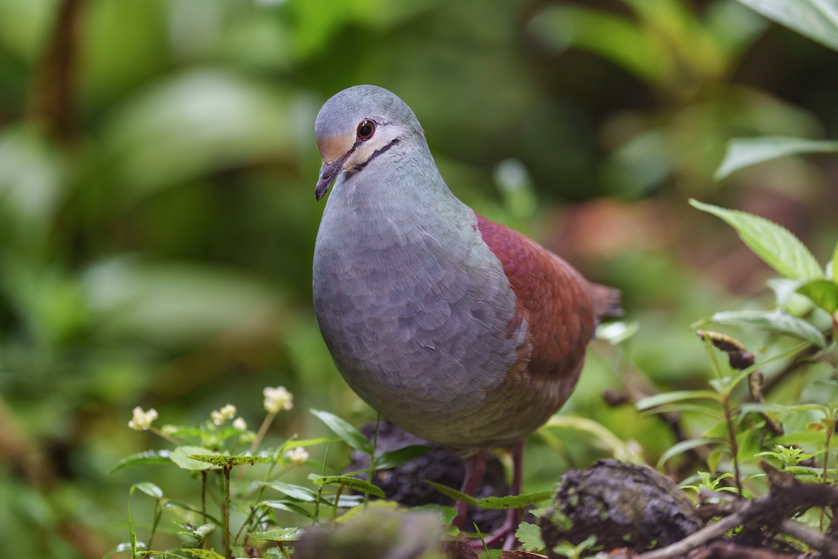 Buff-fronted Quail-Dove - ML560148401