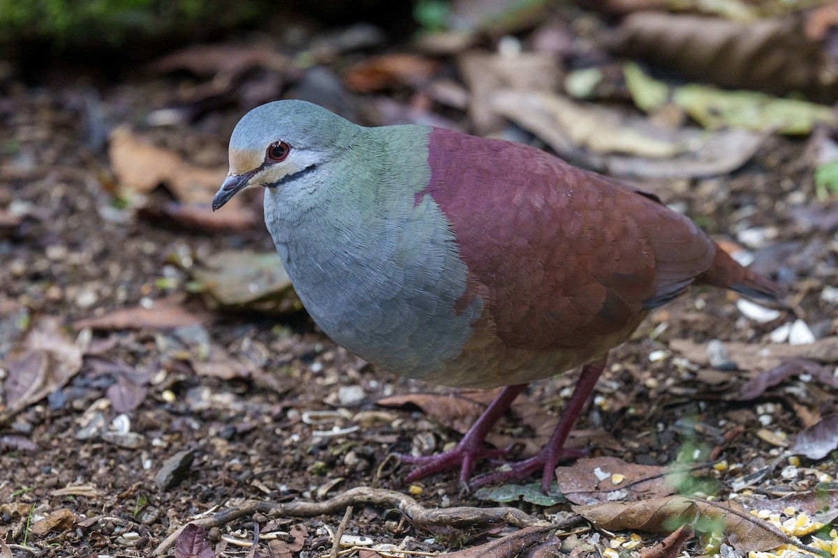 Buff-fronted Quail-Dove - ML560148411