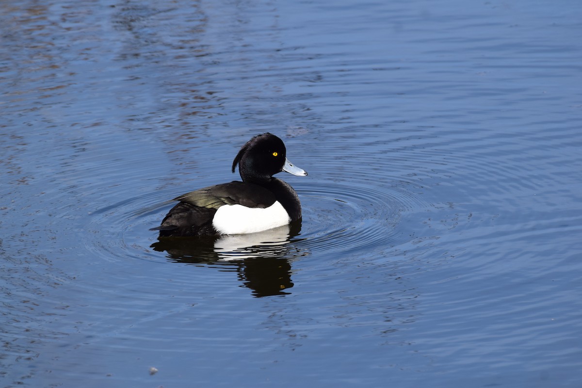 Tufted Duck - ML560153351