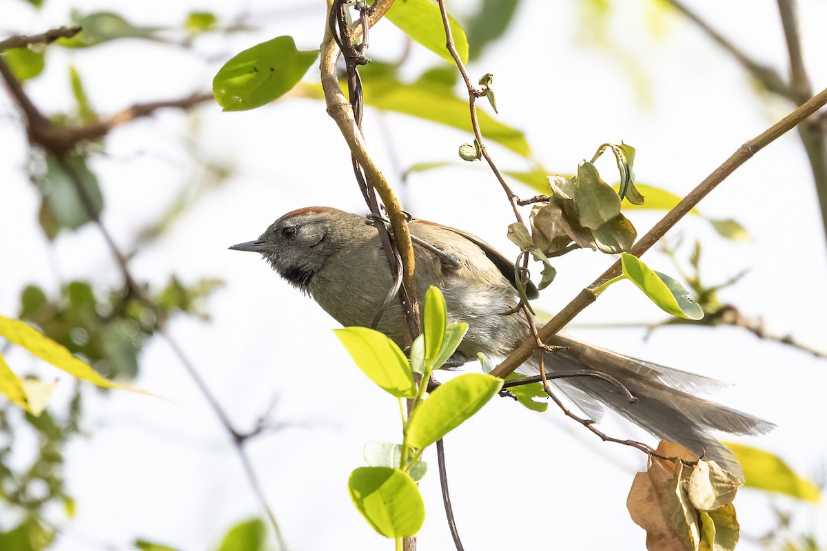 Silvery-throated Spinetail - ML560153621