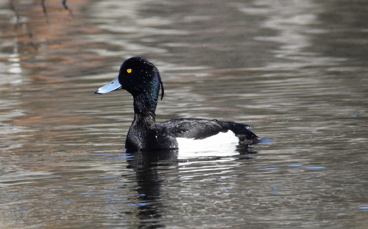 Tufted Duck - ML560153881