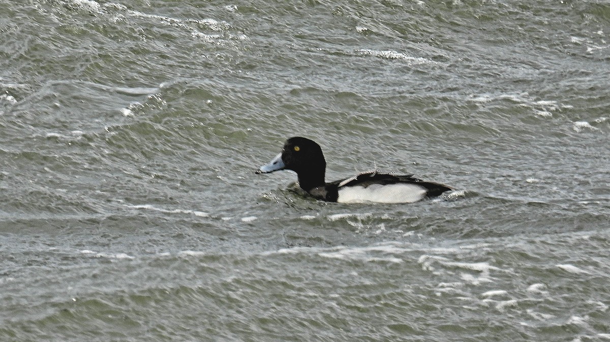 Greater Scaup - ML560154461