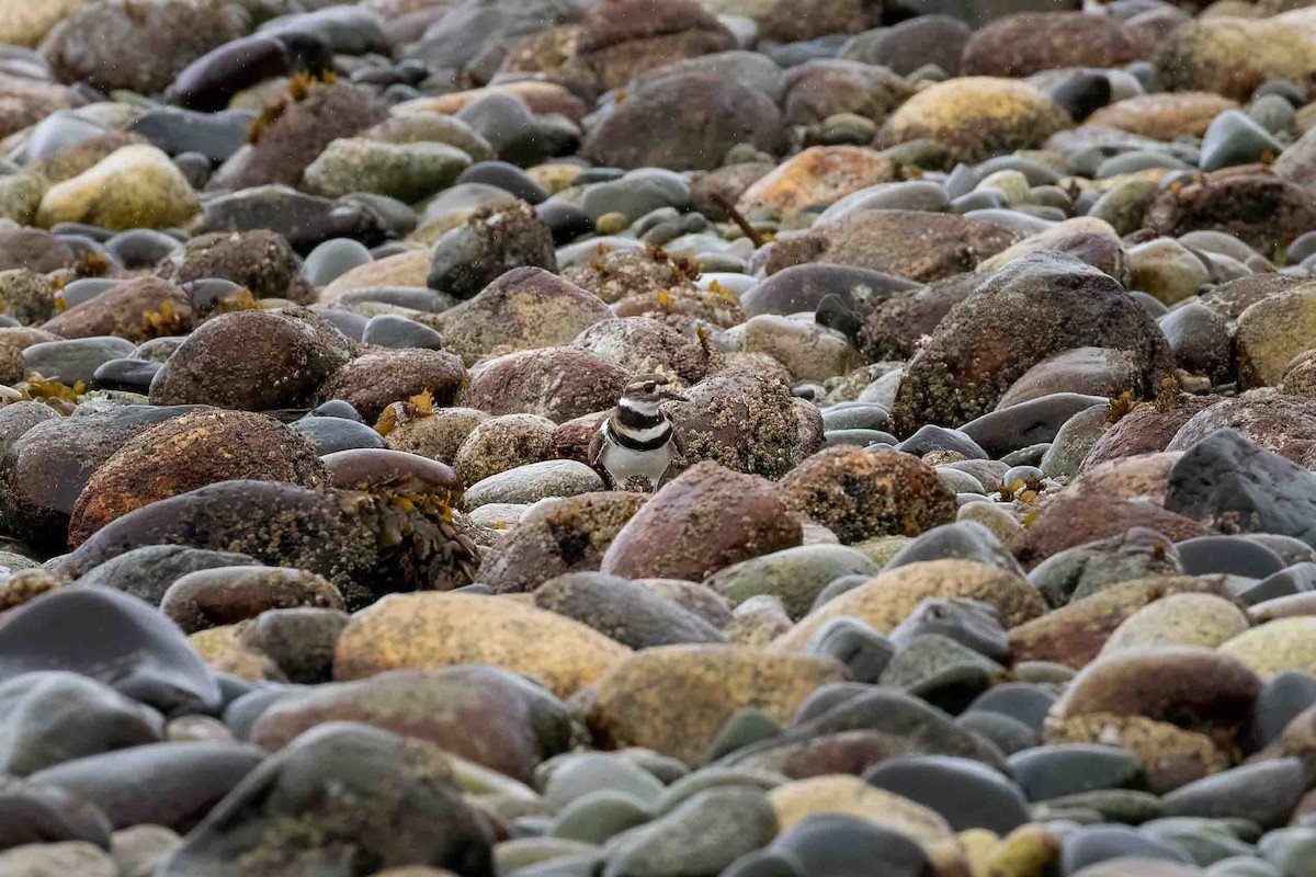 ML560157571 Killdeer Macaulay Library