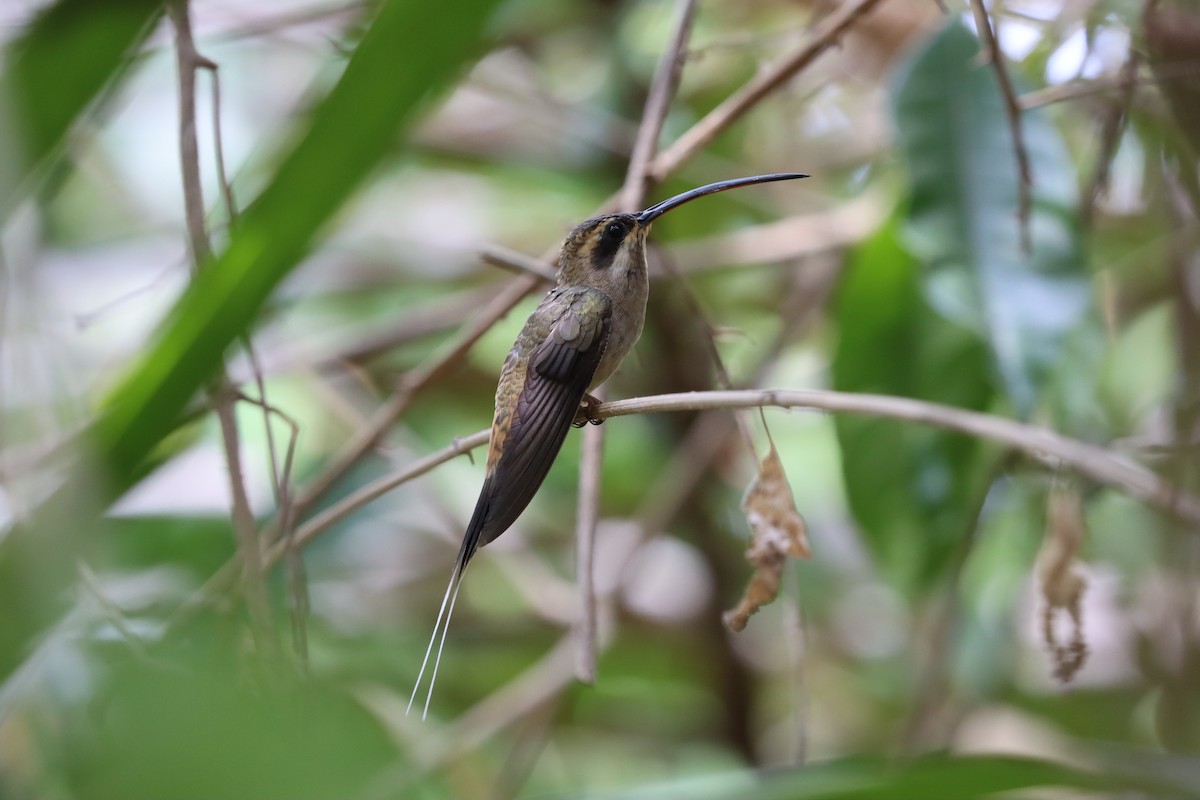 Mexican Hermit - ML560157891