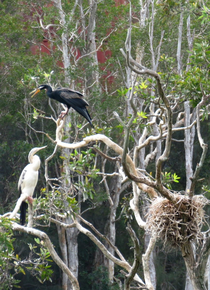 EBird Australia Checklist 19 Apr 2023 Sandy Camp Road Wetlands 61 Species