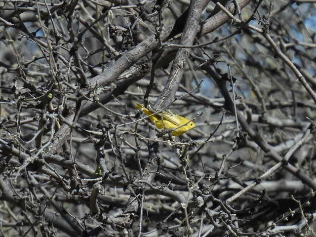 Yellow Warbler - ML560159041