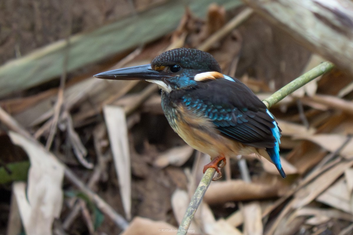 Malaysian Blue-banded Kingfisher - ML560159981