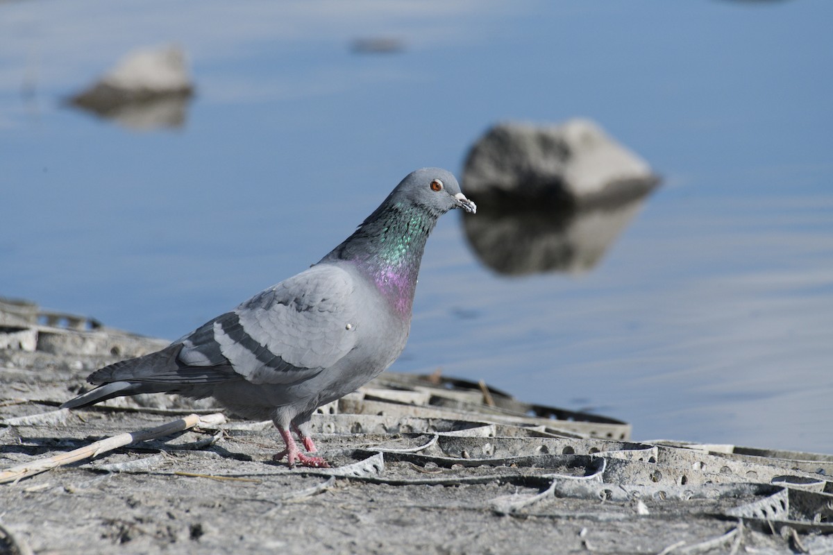 Rock Pigeon (Feral Pigeon) - ML560162461