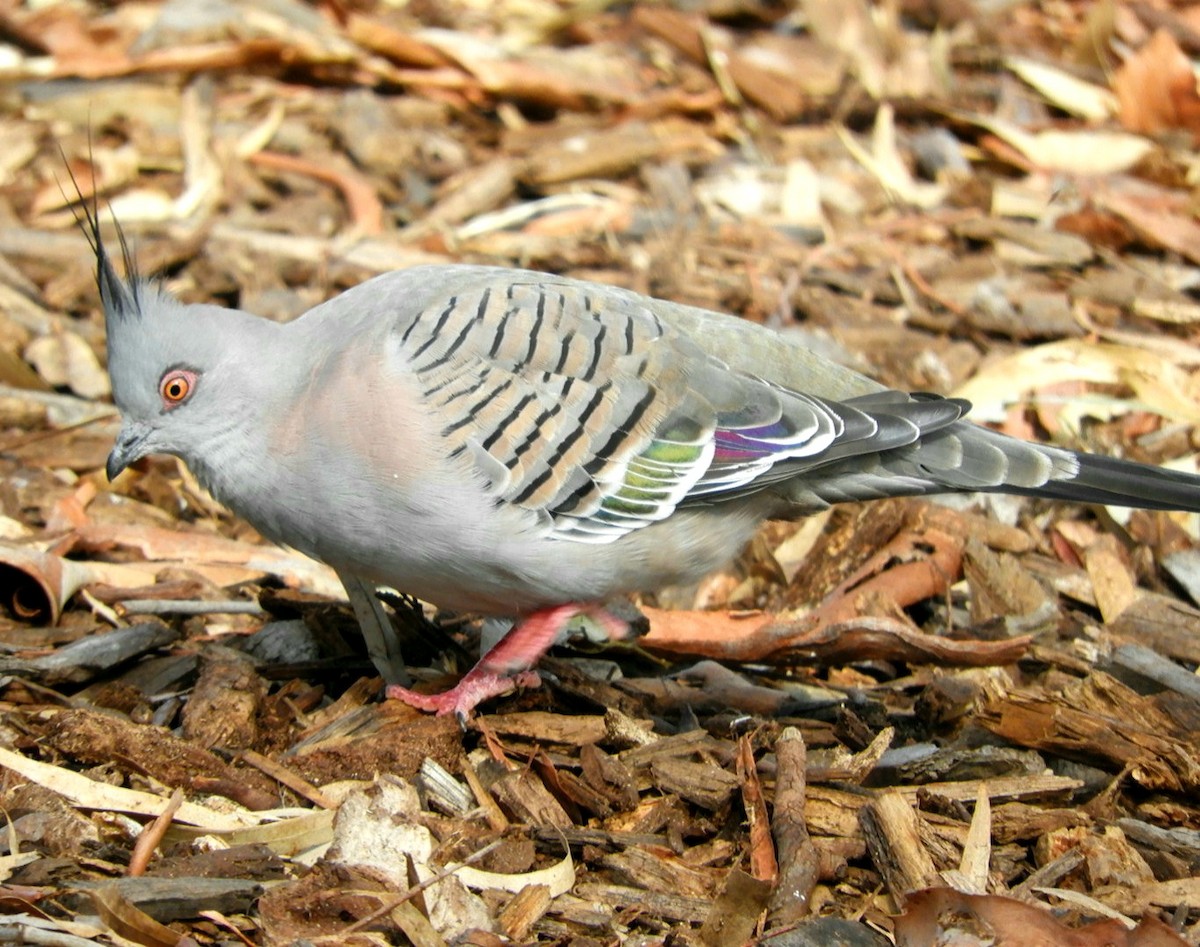 Crested Pigeon - ML560164281