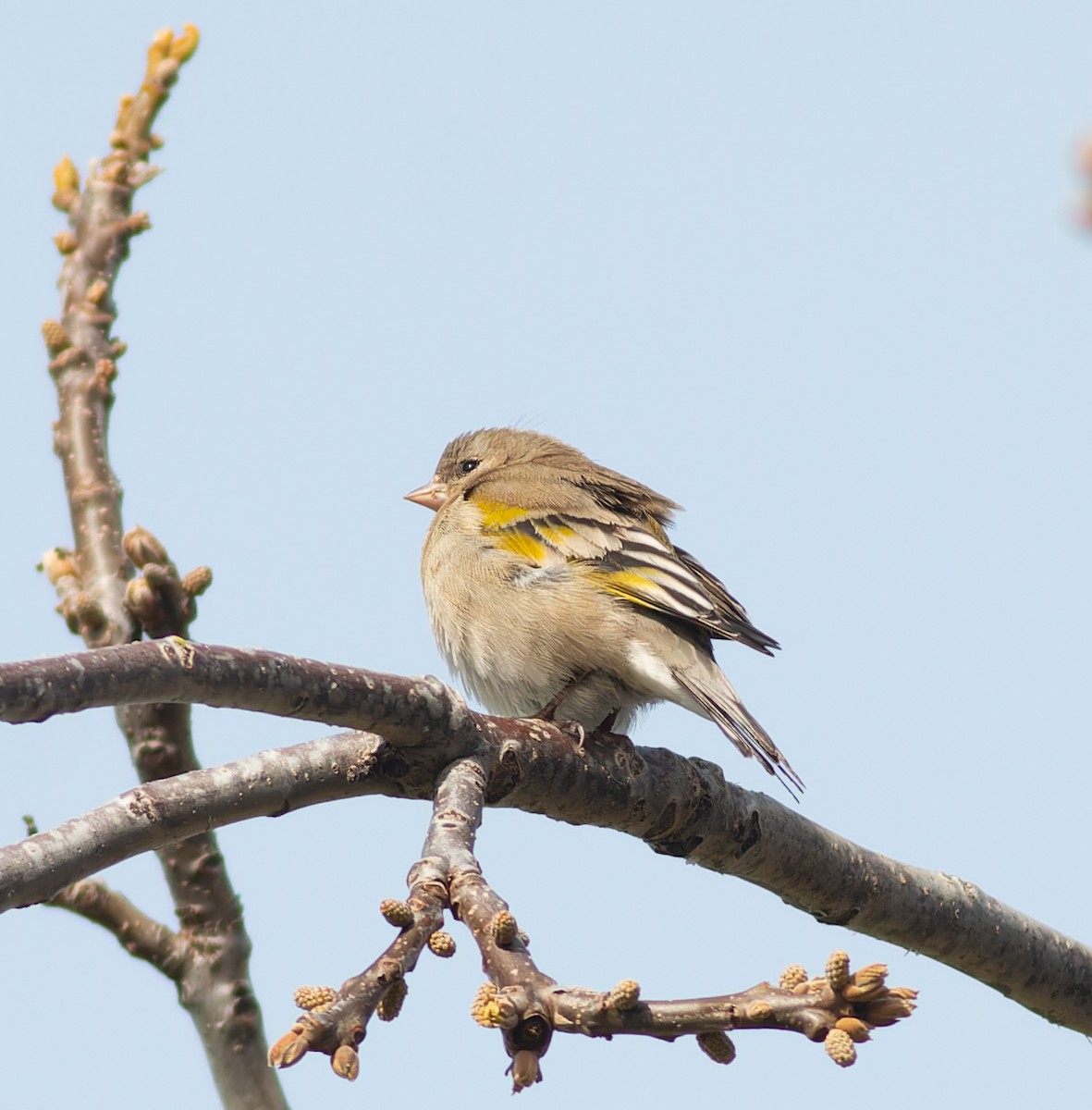Lawrence's Goldfinch - ML560166281