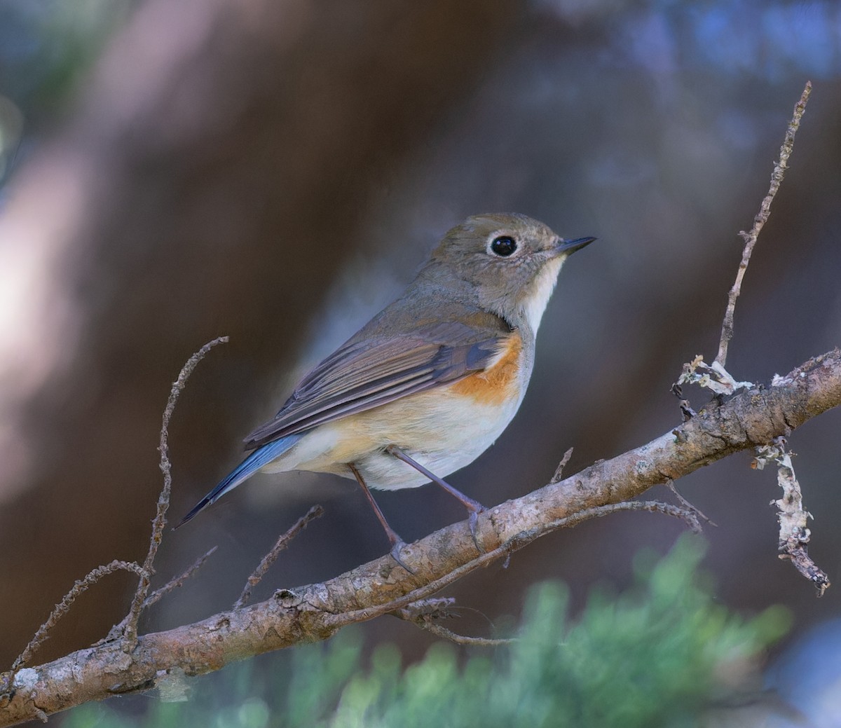 Red-flanked Bluetail - ML560167171