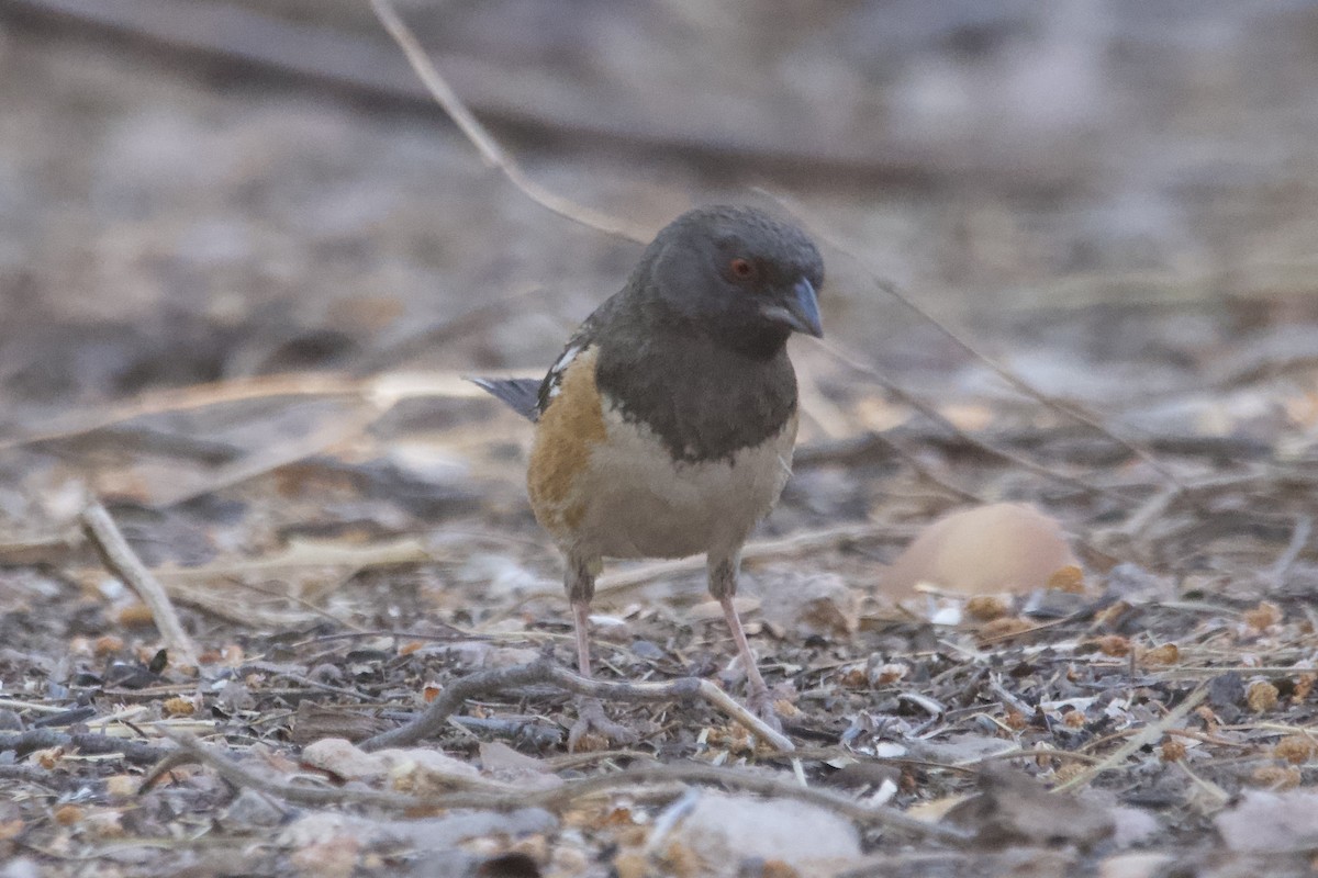 Spotted Towhee - ML560167771