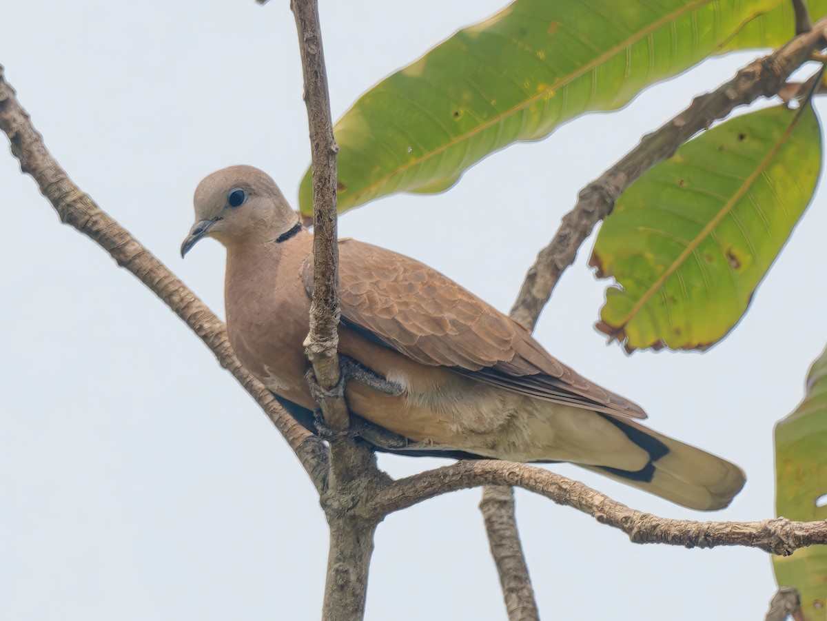 Red Collared-Dove - ML560168411
