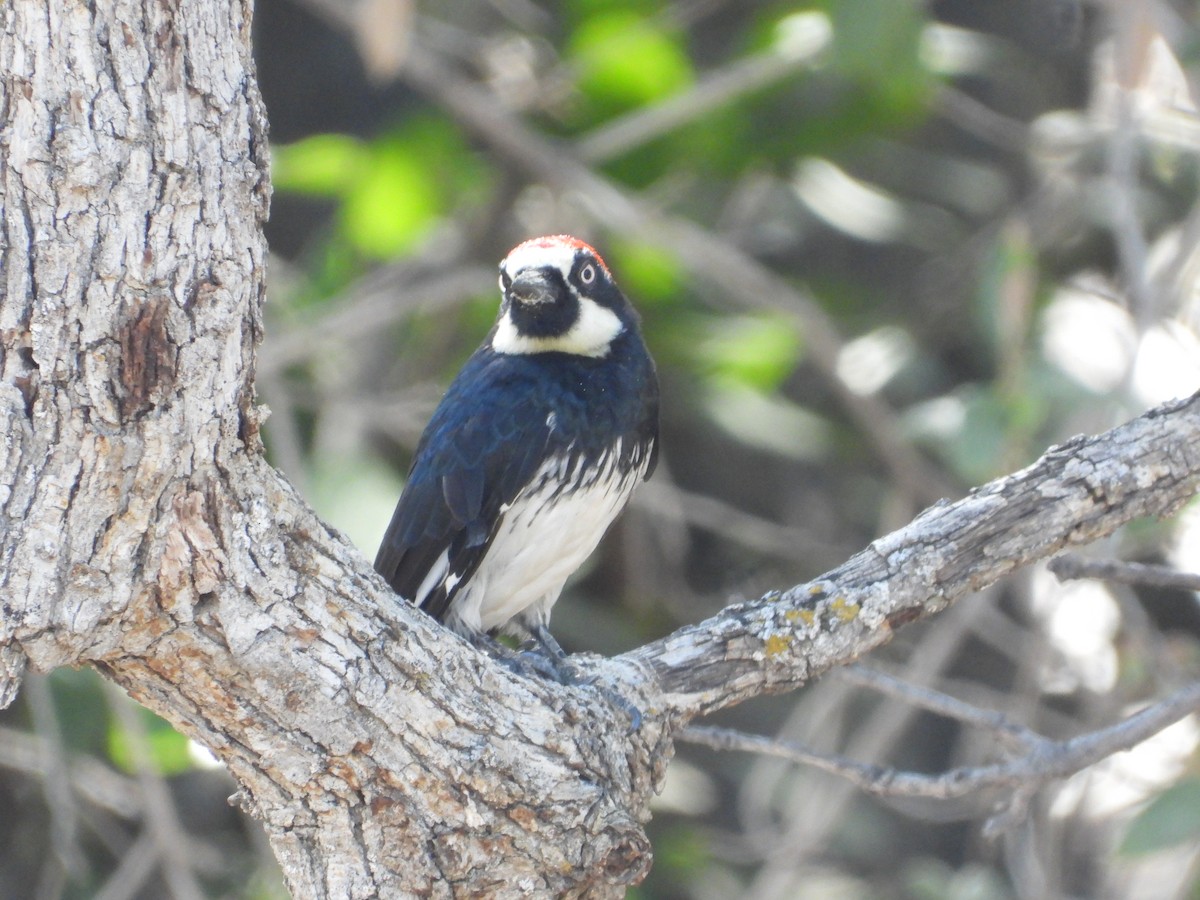 Acorn Woodpecker - ML560172411