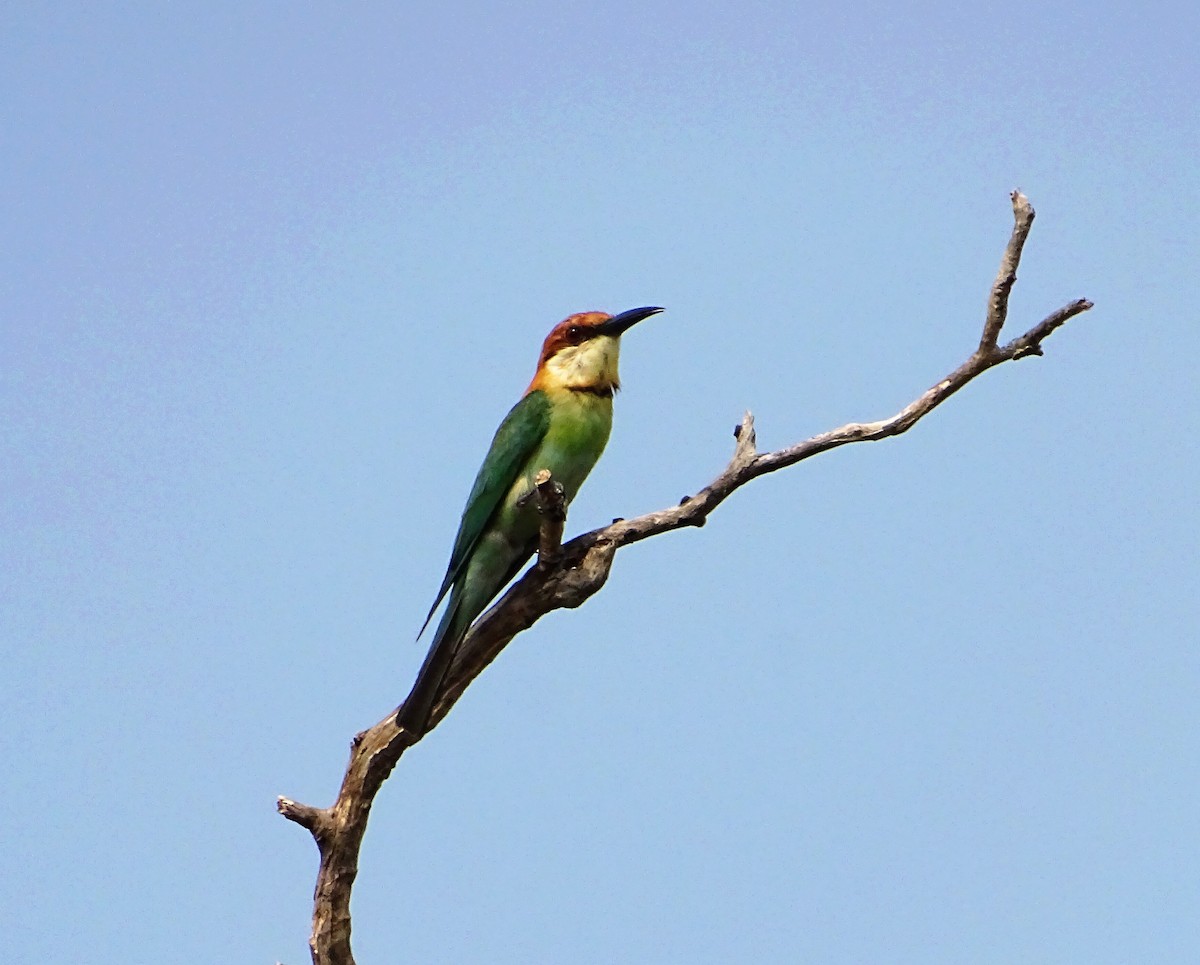 Chestnut-headed Bee-eater - ML560174631