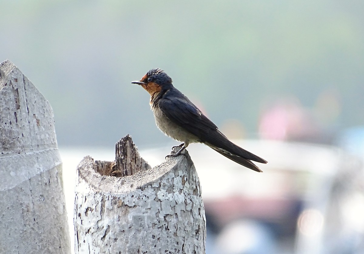 Pacific Swallow - ML560174721