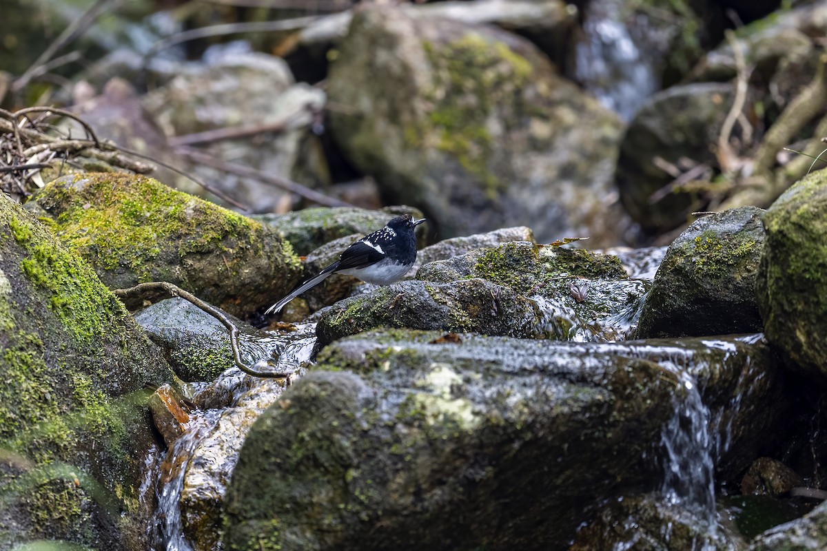 Spotted Forktail - ML560177821