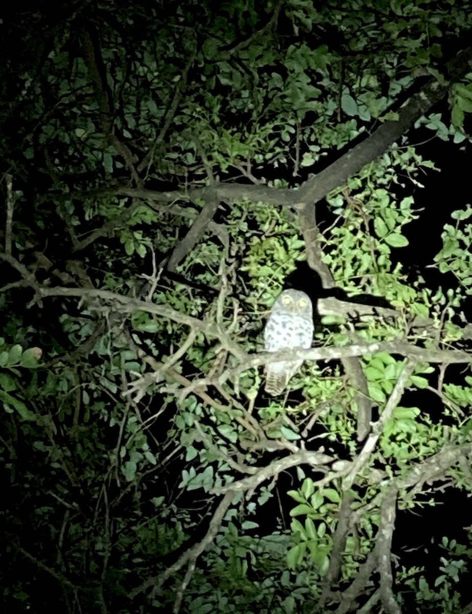 African Barred Owlet - ML560177831
