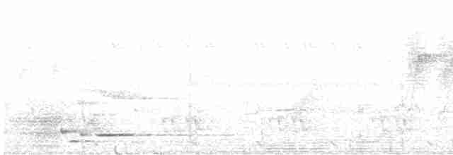 Белокрылая сорока - ML560180001