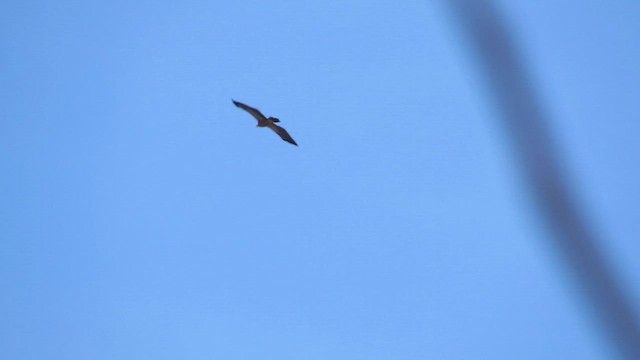 Lesser Spotted Eagle - ML560180621