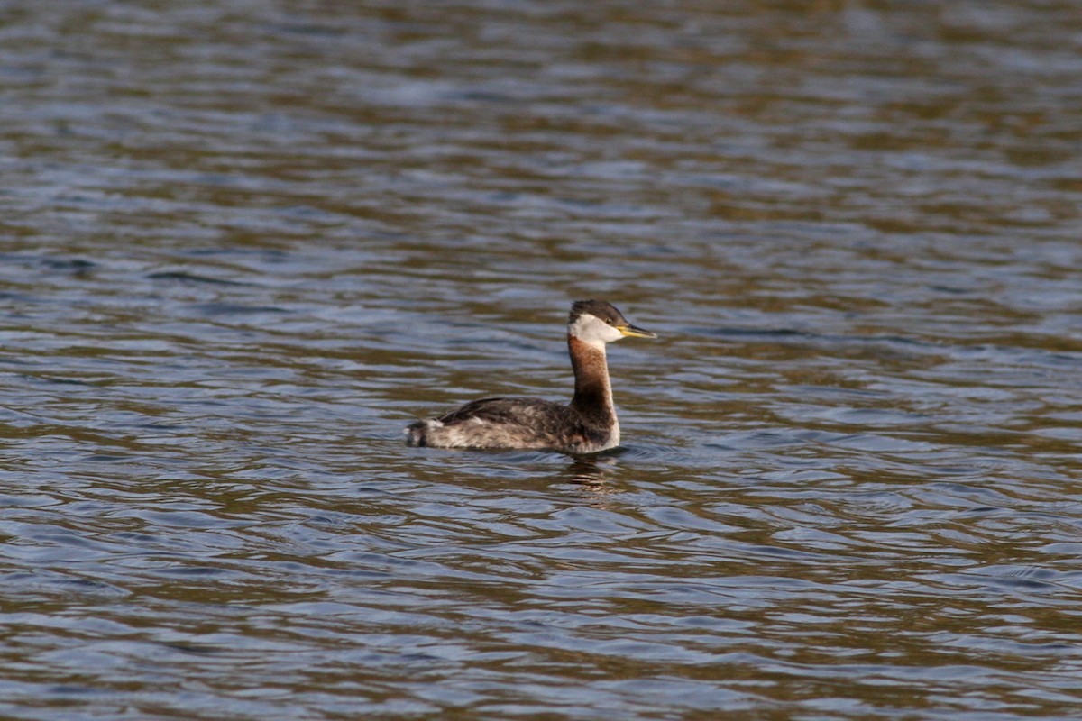 Red-necked Grebe - ML560182511