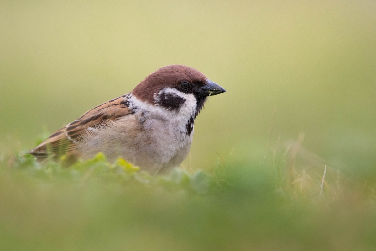 Eurasian Tree Sparrow - ML560183841