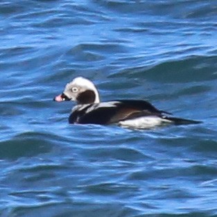 Long-tailed Duck - ML56018411