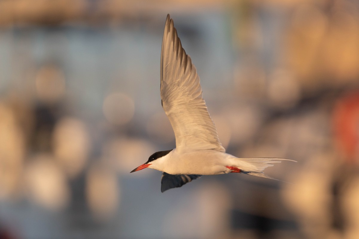 Common Tern - ML560184241