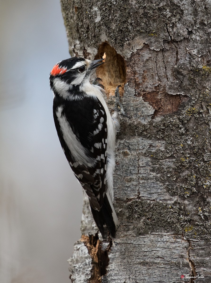 Downy Woodpecker - ML56018481