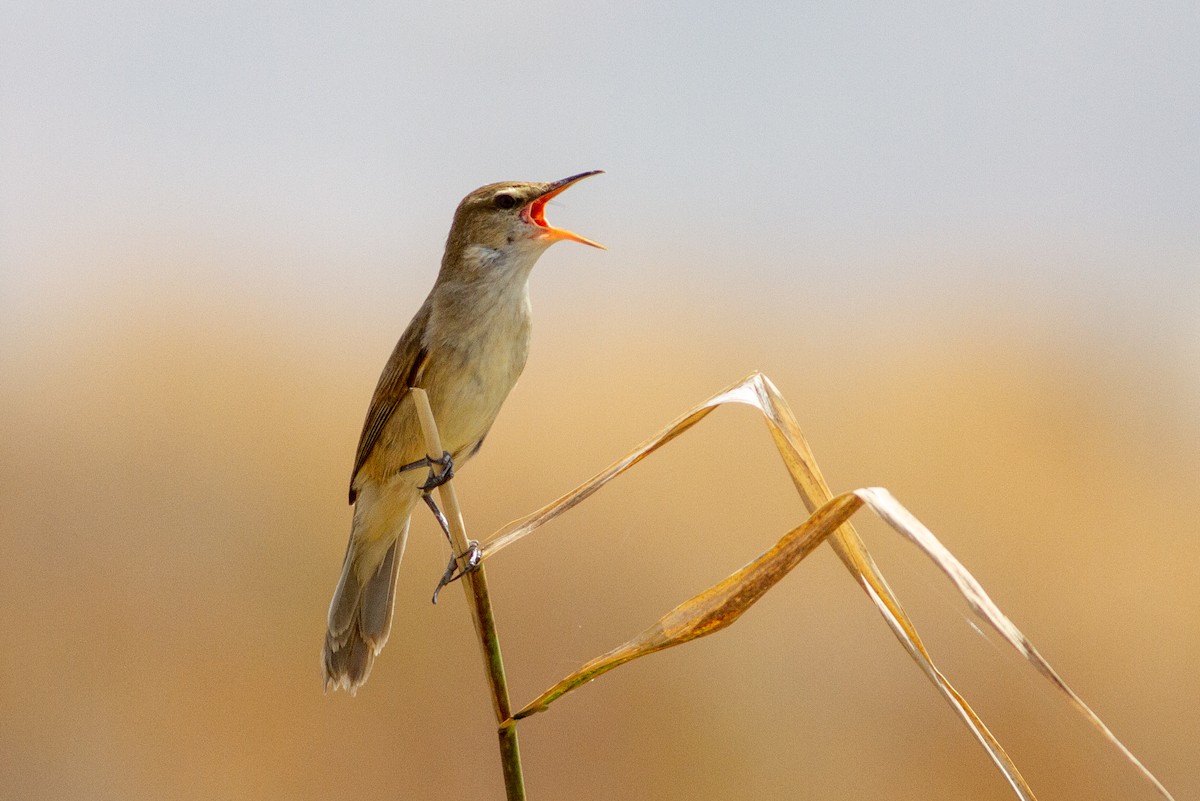 Clamorous Reed Warbler - Oded Ovadia