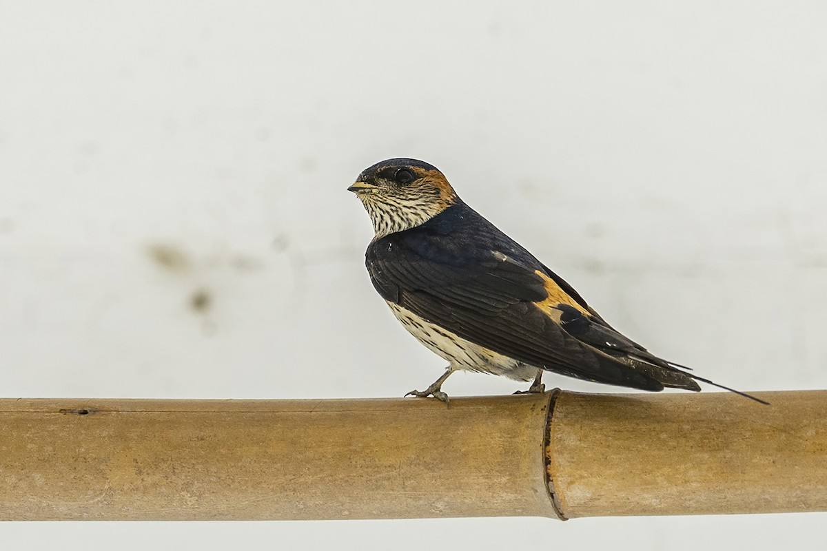 Red-rumped Swallow - ML560190471