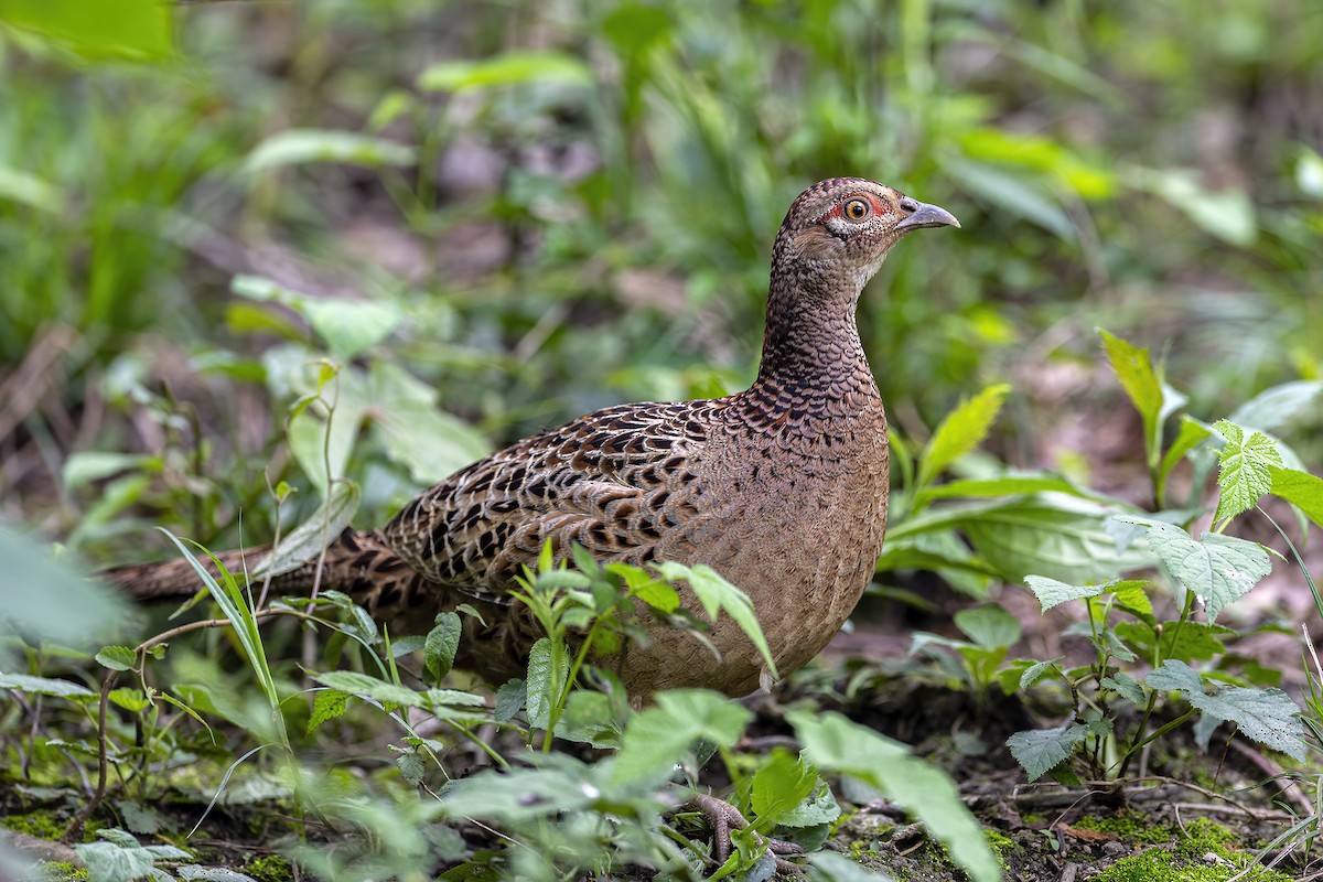 Ring-necked Pheasant - ML560190721