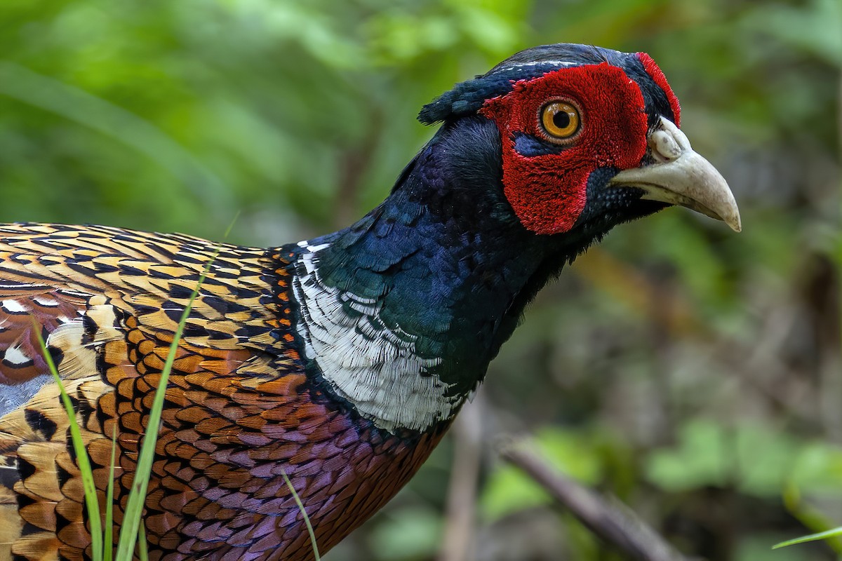 Ring-necked Pheasant - ML560190771