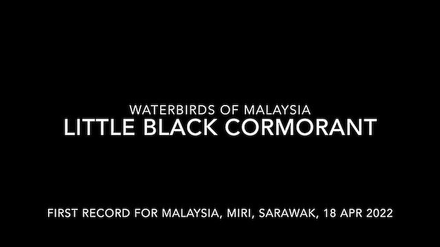 Cormoran noir - ML560190821